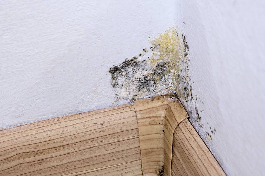 Water Damage and Indoor Air Quality