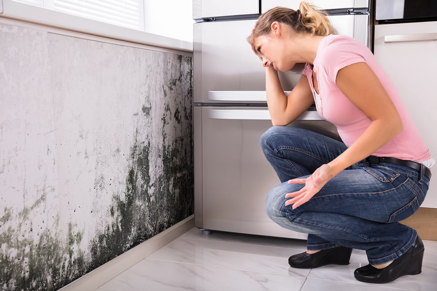 Why You Should Remove Mold in Your Business Immediately